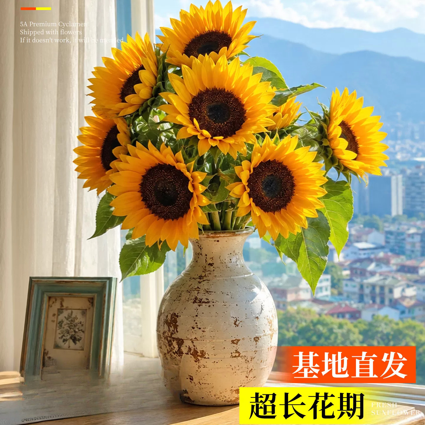 一举夺魁向日葵鲜花云南基地直发大号水培新鲜切花泰迪真花束重瓣
