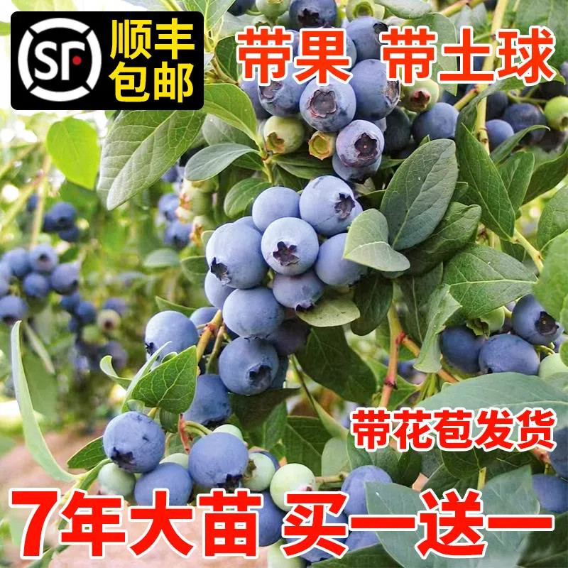 L25蓝莓树果苗蓝莓苗盆栽地栽果苗带大果南北方种植苗绿宝石果树