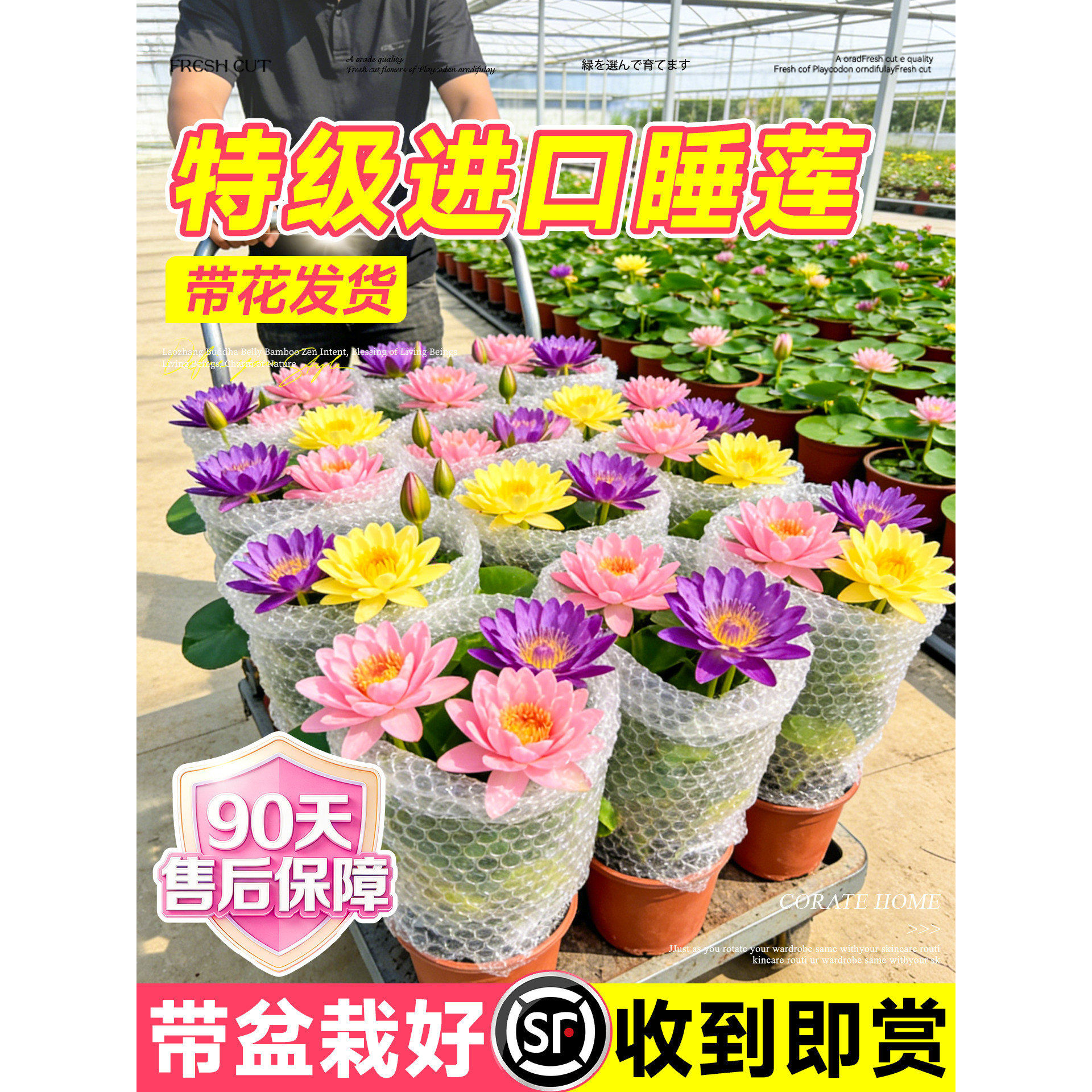 睡莲水培植物带花苞碗莲水池塘莲花卉种籽子带盆栽好水培绿植插花