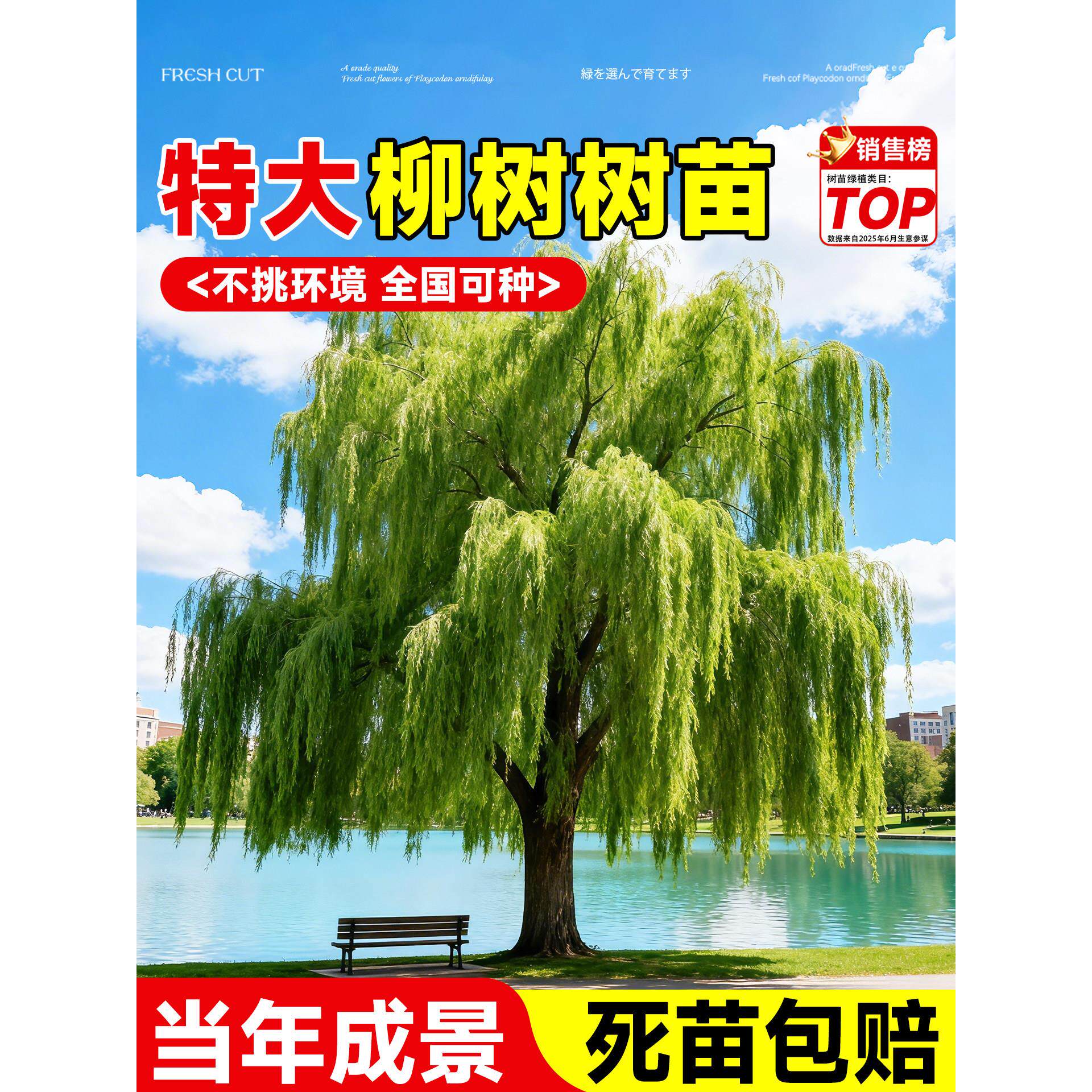 正宗垂柳树苗庭院造景青柳绿化行道树风景树易活河边道路工程苗木