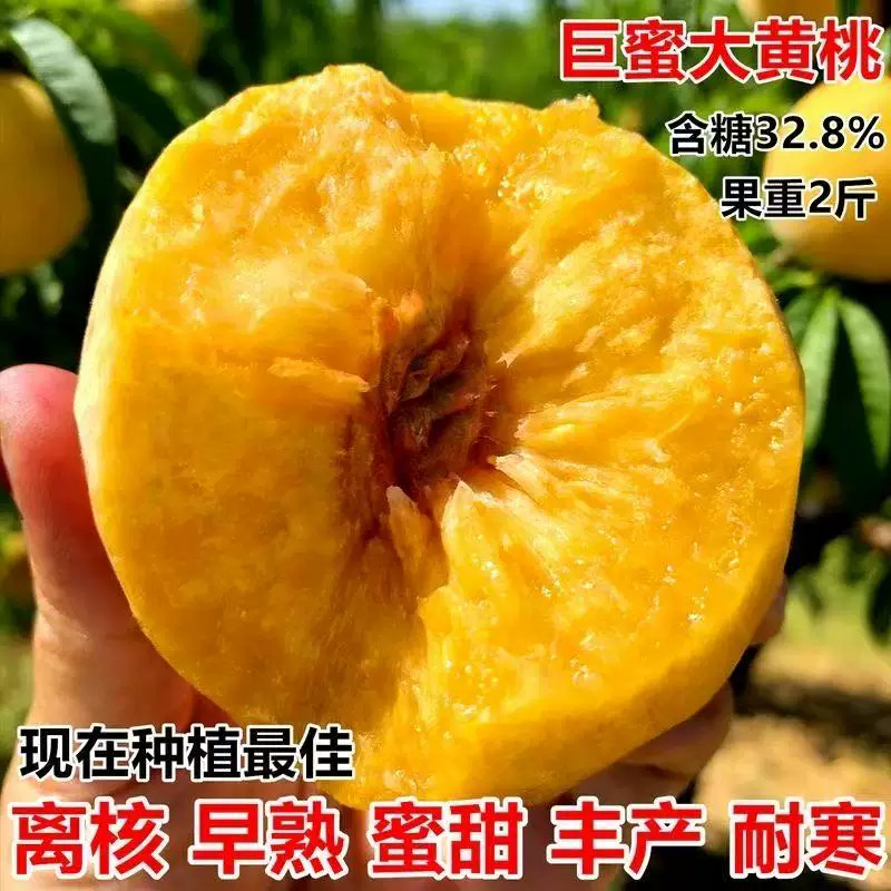 早熟大黄桃树苗南北方种植新品种桃树 三月成熟当年结果 地栽盆栽