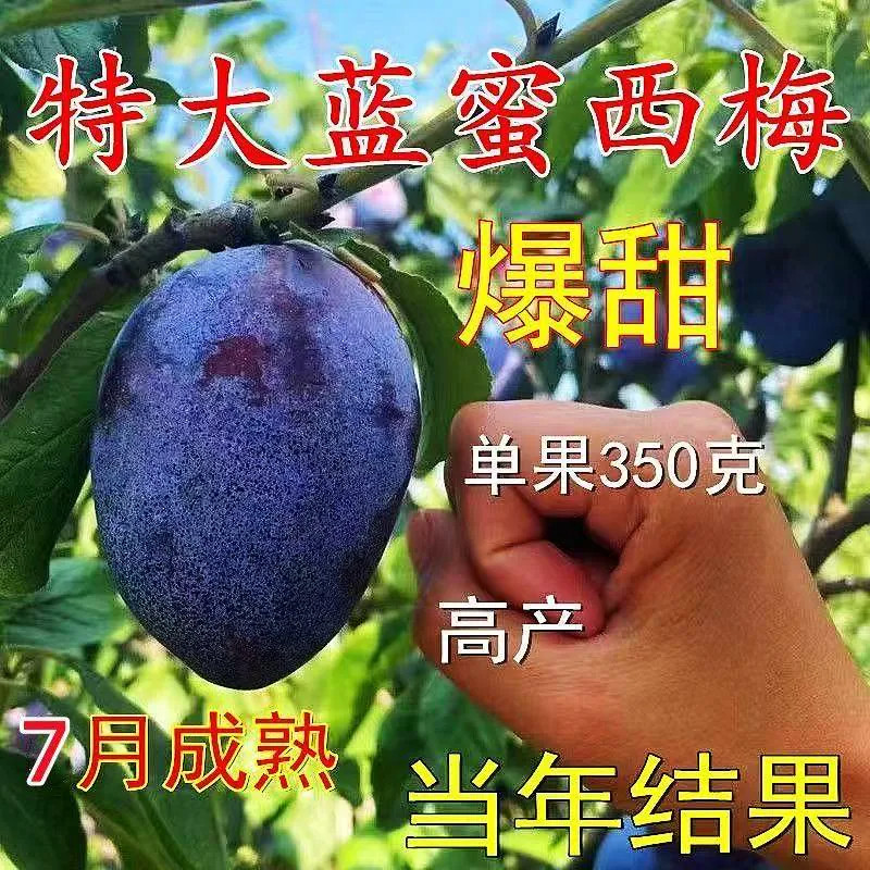 蓝蜜西梅树苗女神嫁接西梅苗果树苗树苗盆栽李子当年结果南方北方