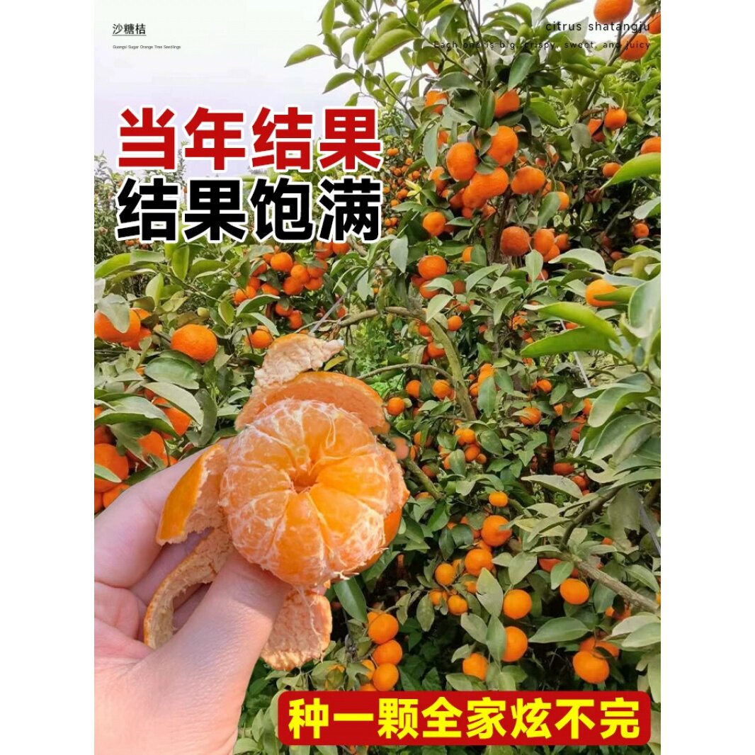 沙糖桔子树苗正宗广西砂糖橘树苗南方北方种植橙子无籽橘子树果苗