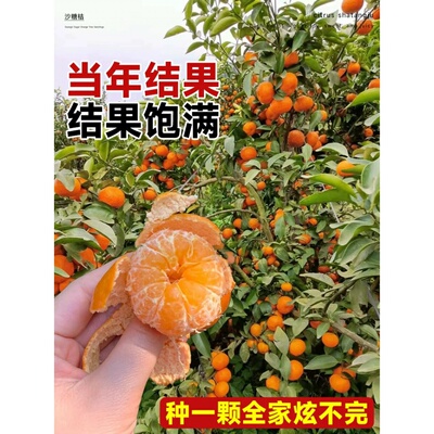 沙糖桔子树苗正宗广西砂糖橘树苗南方北方种植橙子无籽橘子树果苗