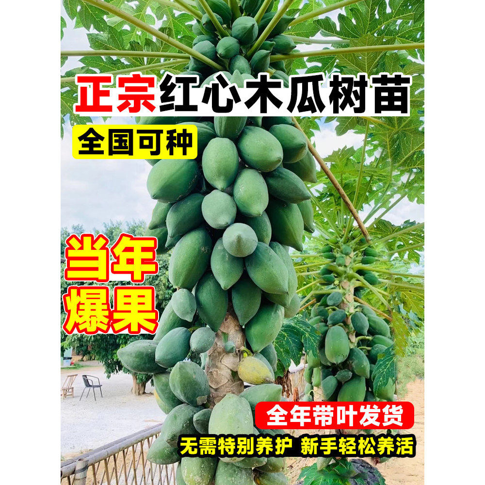 四季木瓜果树果苗冰糖红心水果木瓜特大苗果树庭院南北方种植盆栽