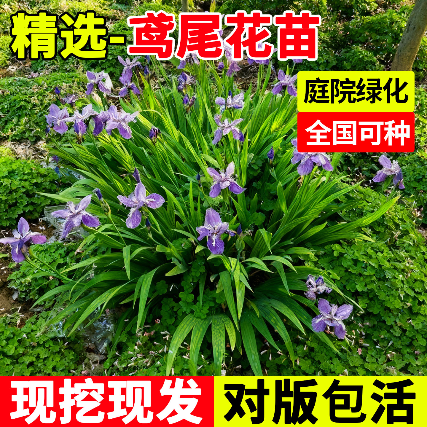 鸢尾花苗庭院绿化四季植物别墅园林道路工程地栽耐寒好养草本花卉