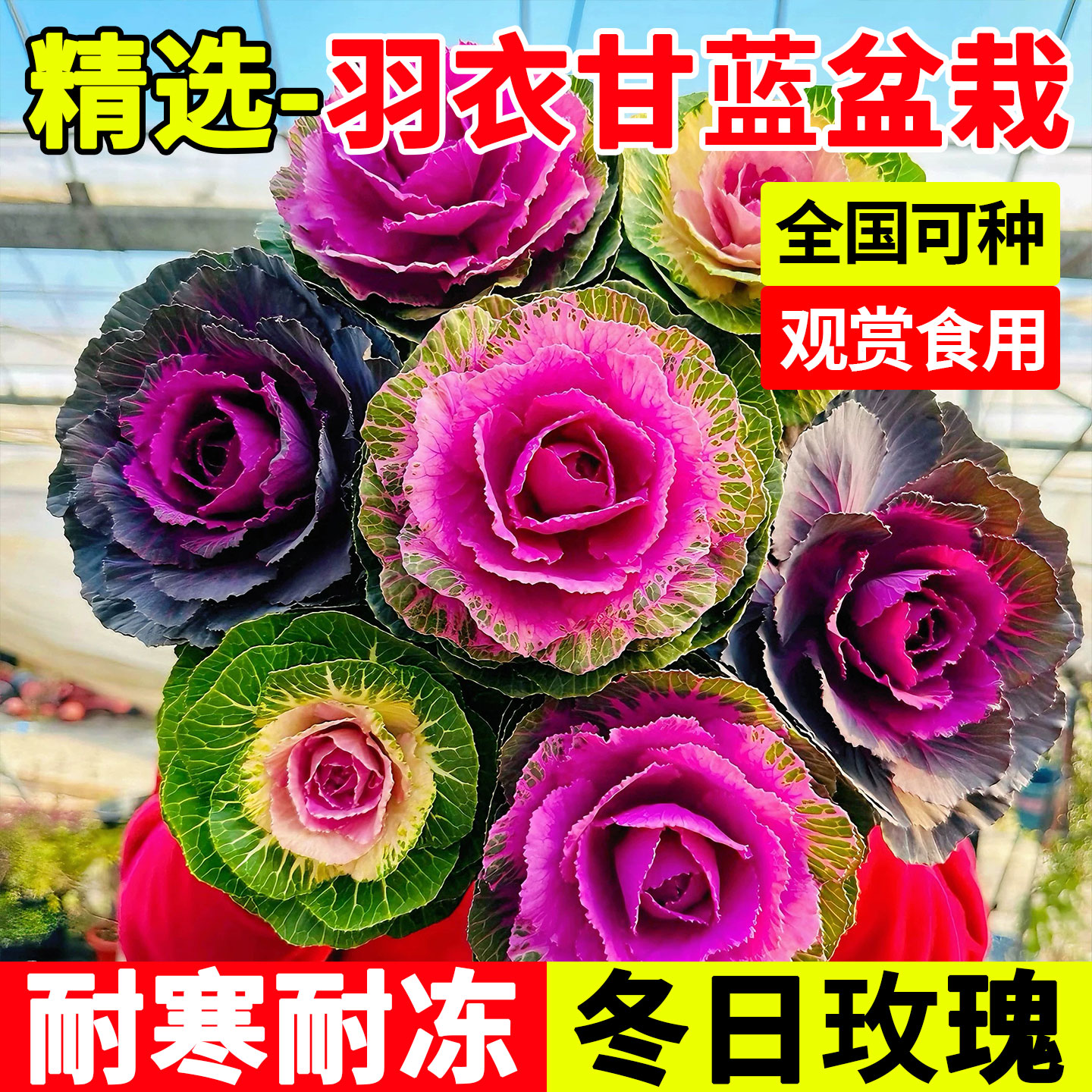 羽衣甘蓝盆栽大苗可食用蔬菜耐寒
