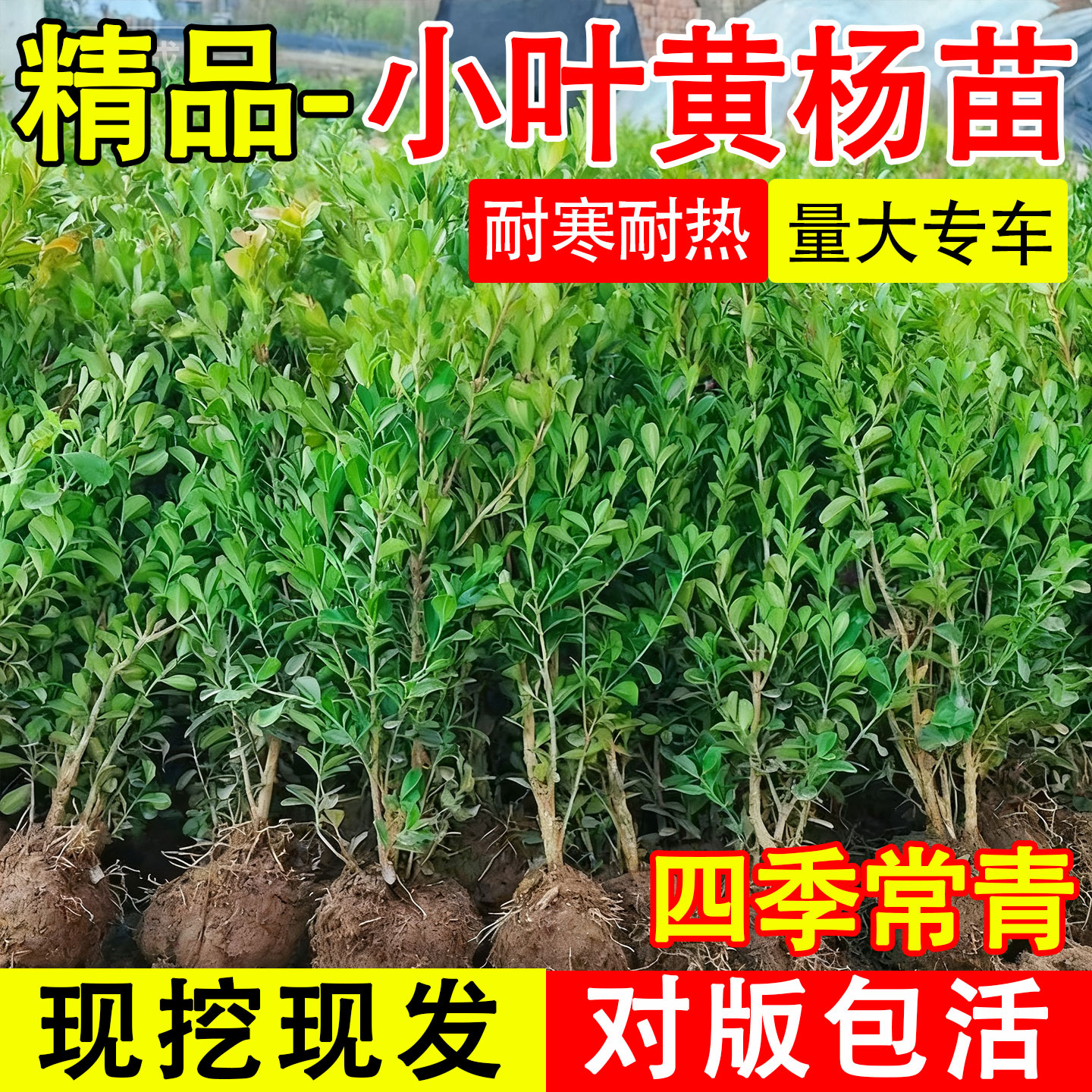 小叶黄杨树苗耐寒耐旱耐热绿化苗