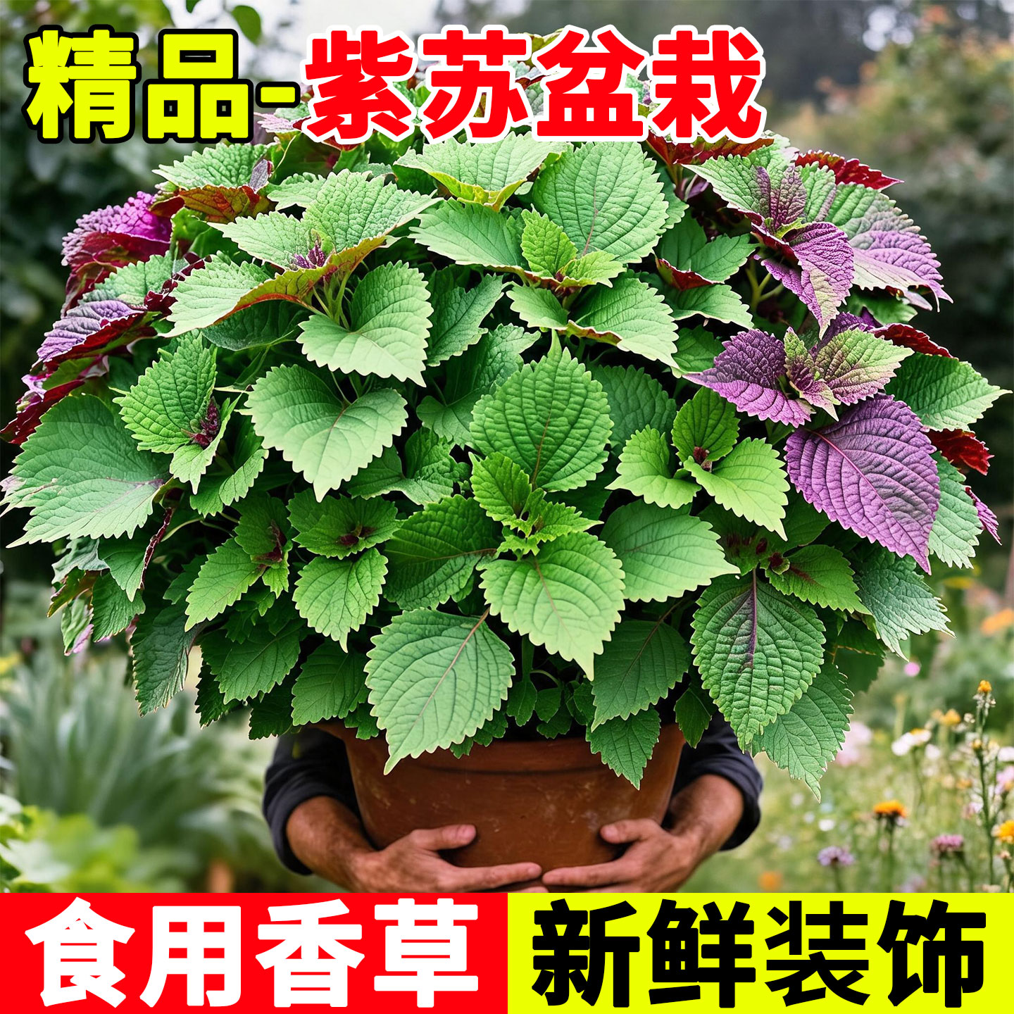 紫苏盆栽可食用新鲜叶香草苗清香图片