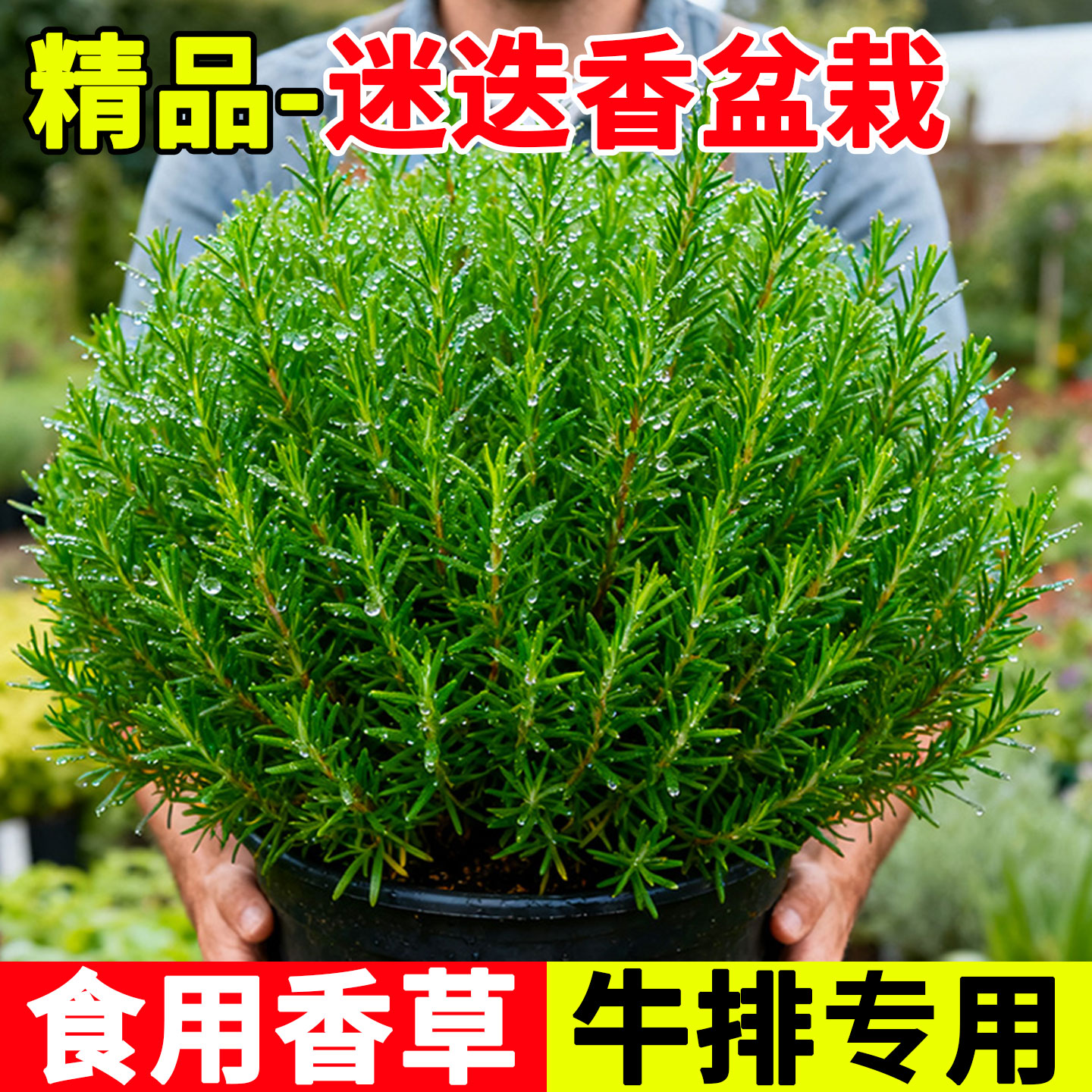 迷迭香盆栽可食用煎牛排用新鲜苗图片
