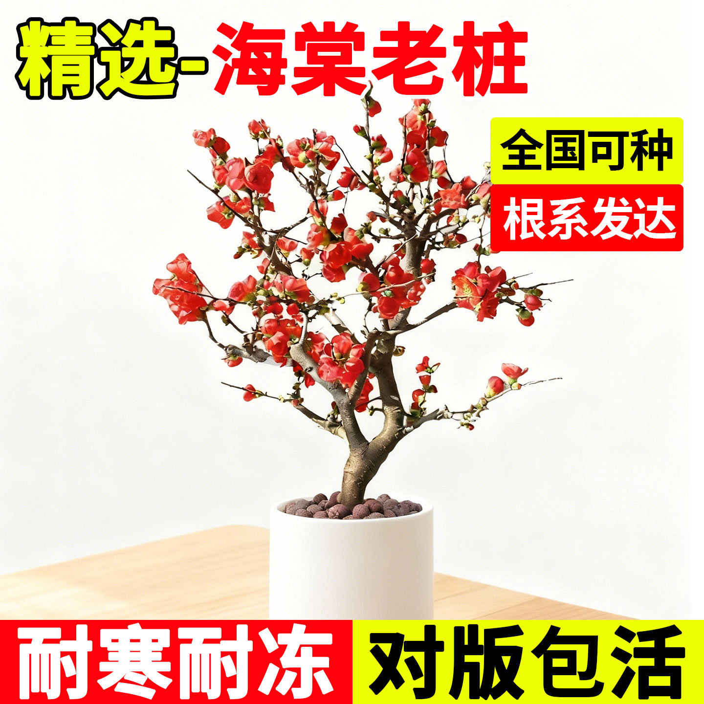 海棠老桩耐寒耐冻冬季好养观赏花