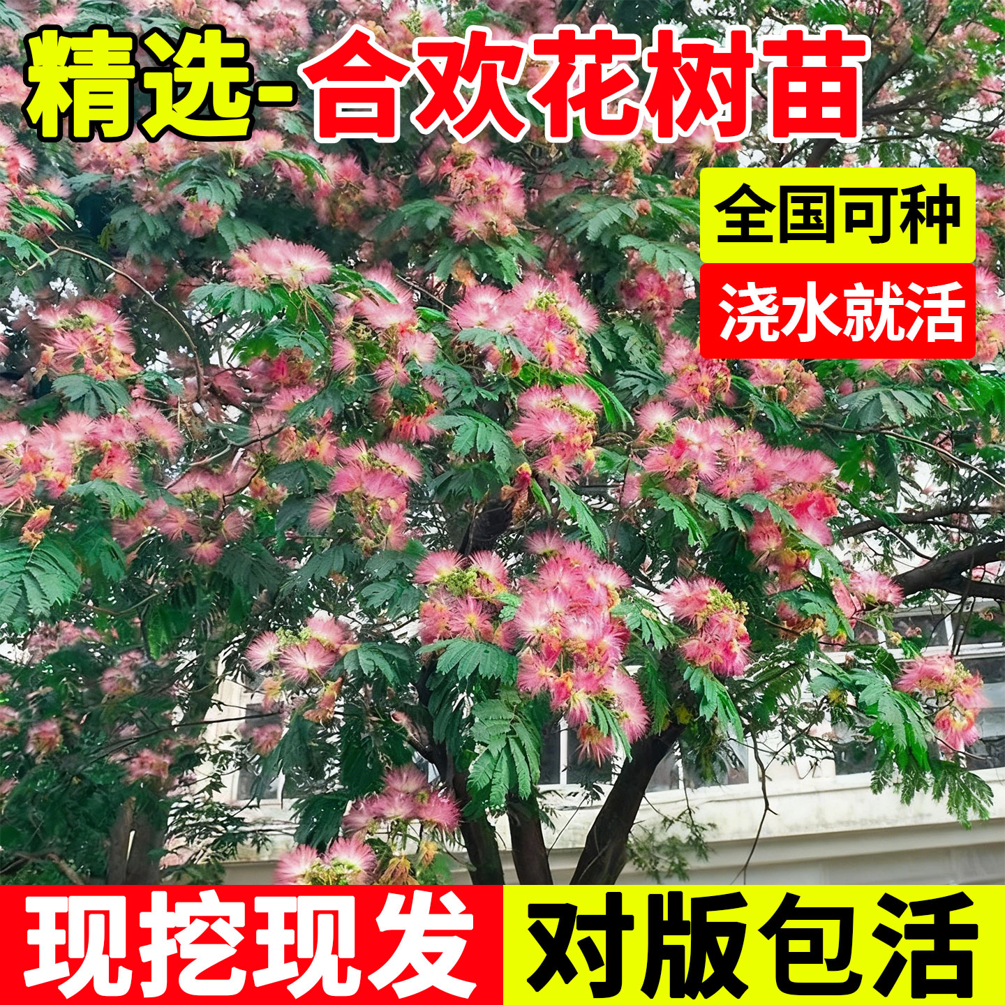 合欢花树苗庭院绿化耐寒耐旱绒花