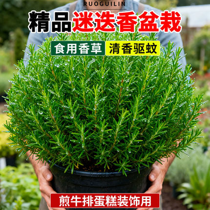迷迭香盆栽可食用煎牛排用新鲜香草苗清香驱蚊地栽烘培蛋糕装饰叶