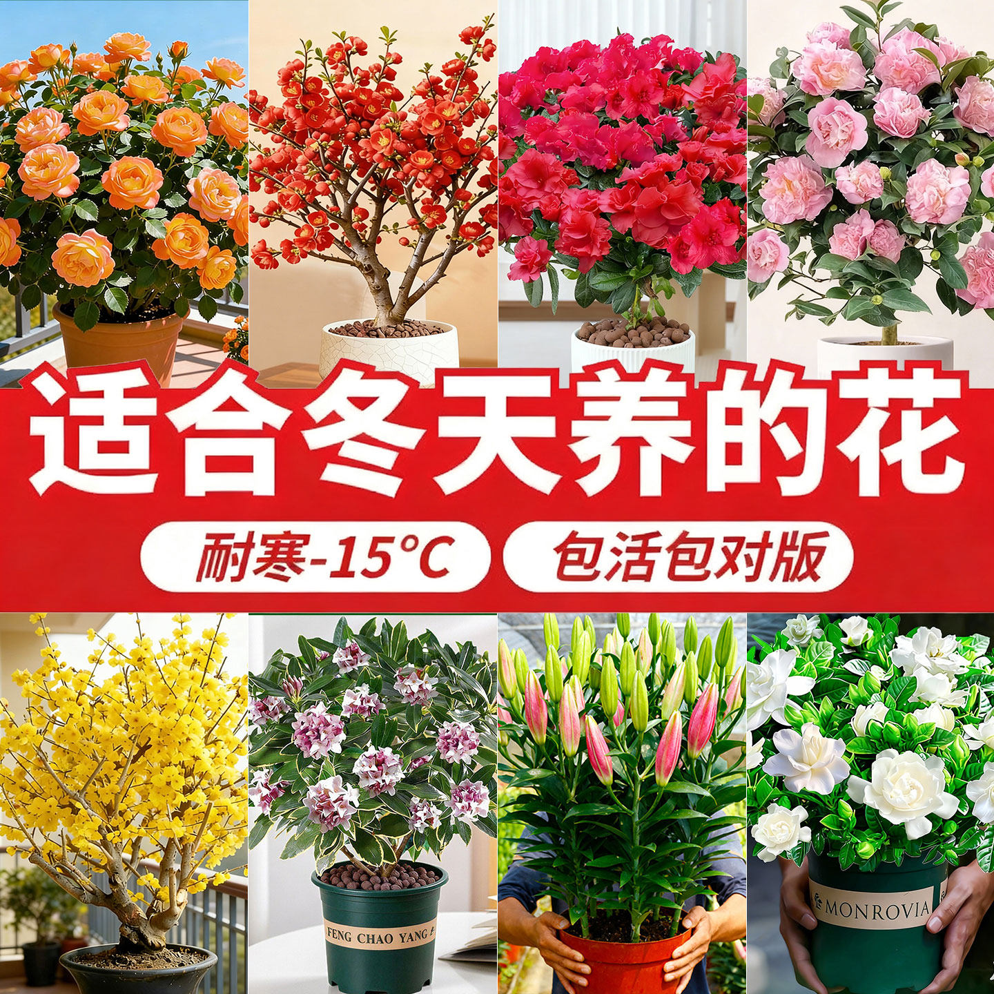 适合冬天养的花种的花耐寒耐冻盆栽浓香室外开花室内四季开花植物
