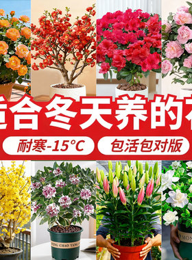适合冬天养的花种的花耐寒耐冻盆栽浓香室外开花室内四季开花植物