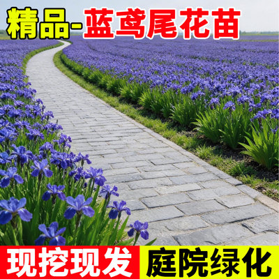 蓝鸢尾花苗庭院绿化四季绿植物