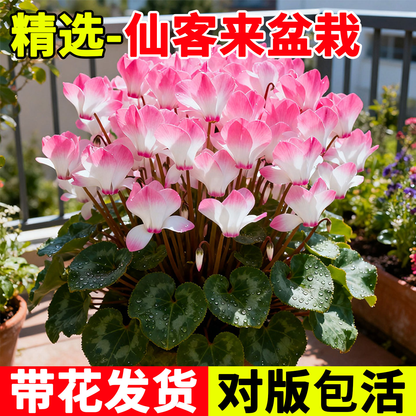 仙客来盆栽带花重瓣冬季开花耐寒