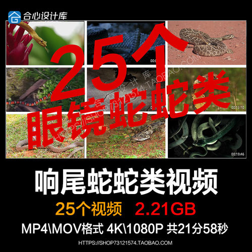 响尾蛇金环蛇眼镜蛇蟒蛇竹叶青爬行动物水蛇土蛇蛇类视频素材