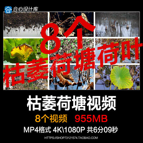 荷花枯萎荷塘败落荷叶秋天植物萧索荷叶枯萎萧瑟残荷实拍视频素材