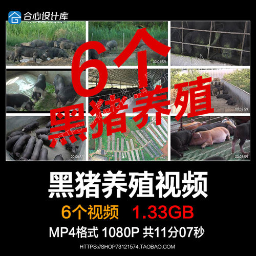 FH027黑猪高清素材土猪放养生态养殖黑色猪养殖场视频素材合集