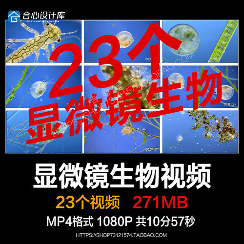 小型甲壳动物显微镜下放大的水蚤蜉蝣稚虫单细胞生物实拍视频素材