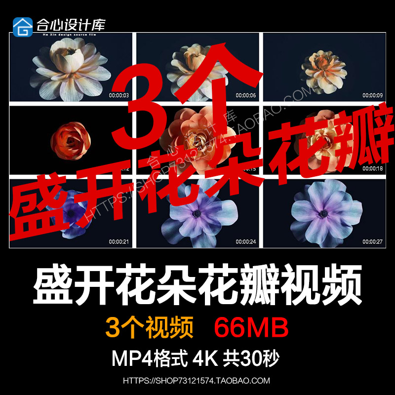 4K纯色黑背景优雅美丽盛开大花朵花瓣动画LED屏幕背景高清VJ素材