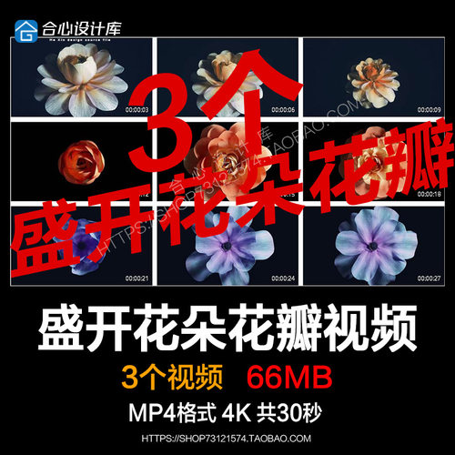4K纯色黑背景优雅美丽盛开大花朵花瓣动画LED屏幕背景高清VJ素材