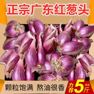 精选头茬红葱头可种可食可熬油干葱头火葱新鲜小香葱熬葱油特香籽