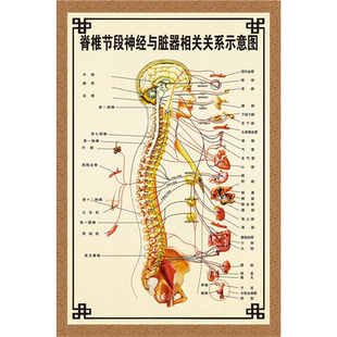 脊椎节段神经与脏器相关关系示意图脊柱疾病健康疗法挂图海报贴纸