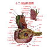 胆道十二指肠和胰知识宣传海报医院科室教育挂图肠道肝胆科墙贴