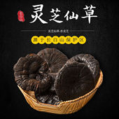 灵芝中药养生海报展板灵芝中国之精粹养生之精华野生灵芝美容养生