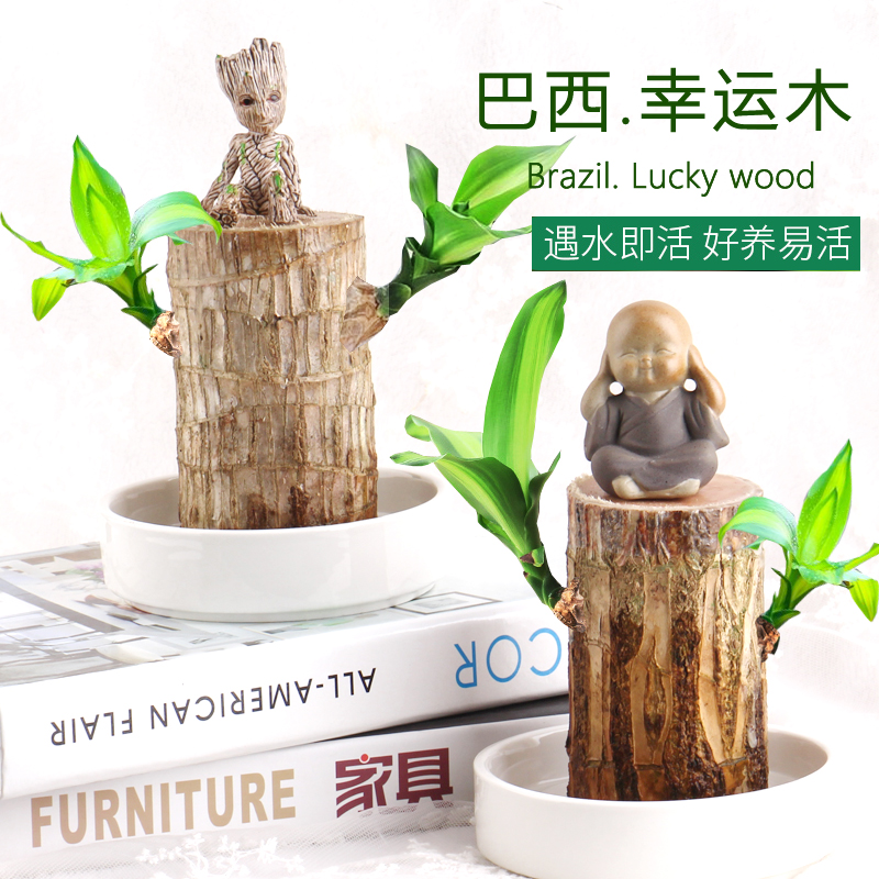 巴西木水养幸运木格鲁特室内植物盆栽好养水培小绿植格鲁特小树人|ruв категории доставка цветов/цветок моделирования/растения садоводства, цветок/растения в горшках (новый), растения - от Buy2taobao.com для оказания профессиональной услуги покупки агента Taobao