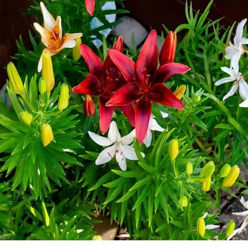 百合种球四季开花好养易活室内外庭院阳台多年生花卉百合花种籽