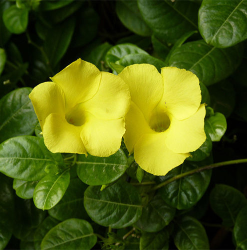 室内藤类植物价格 室内藤类植物图片 星期三