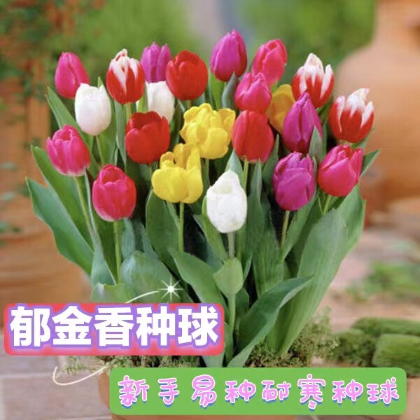 郁金香种球荷兰进口大球四季好养土培阳台盆栽好养绿化花海花种子