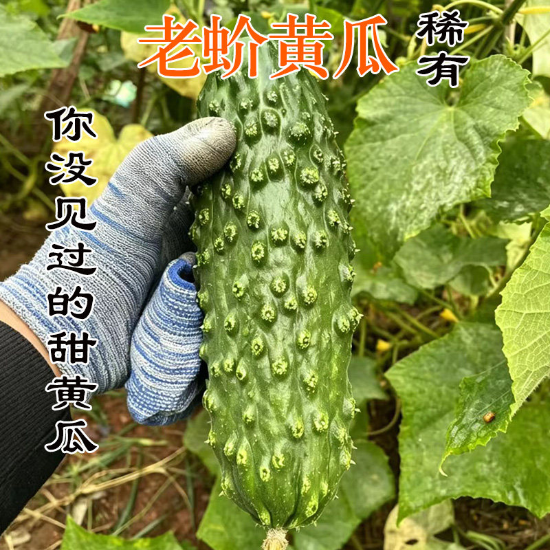 老蚧黄瓜新鲜生吃老品种旱黄瓜山青瓜蛤蟆香大棒槌现摘遵化本地