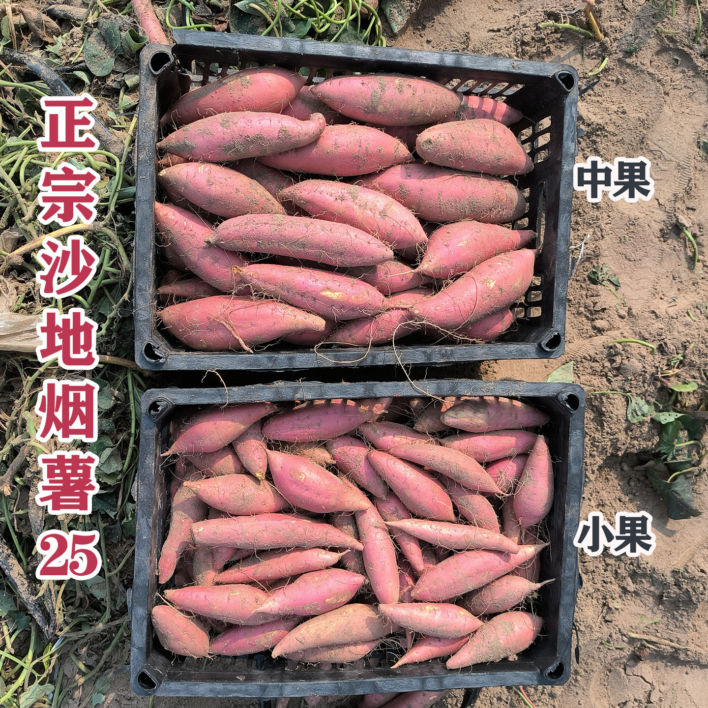 山东烟薯25号蜜薯糖心流油红薯新鲜烤地瓜沙地甜番薯红心农家自种