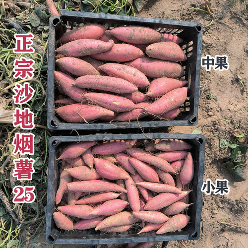 山东烟薯25号蜜薯糖心流油红薯新鲜烤地瓜沙地甜番薯红心农家自种