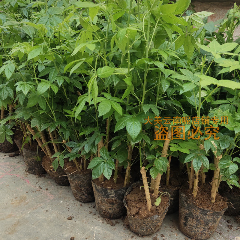 云南五加风刺五加苗扦插苗现货新鲜大苗植物1盆栽5苗不支持退换货