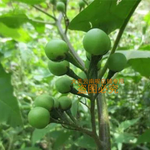 绿植云南德宏特产小苦子野苦子果山货可栽种水茄野茄子托鲁巴姆树