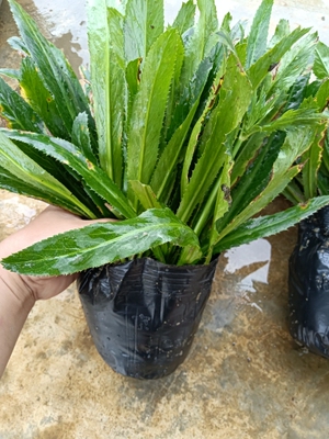 云南大芫荽大香菜带根芫荽带土绿植佐料菜可栽种新鲜蔬菜苗直发