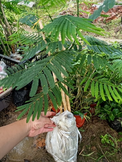云南帕哈绿色植物3年蔬菜臭菜帕哈带根带土发货一盆1棵