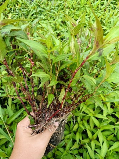 云南新鲜香柳带根老根易活特色蔬菜小秧苗带简易盆栽热卖包邮