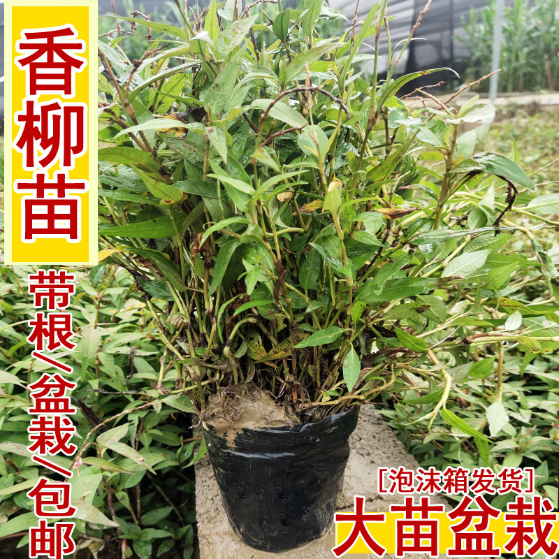 辣柳苗贵州野生现挖鱼香菜香柳酸汤菜鱼生草配料香菜鱼辣蓼种苗