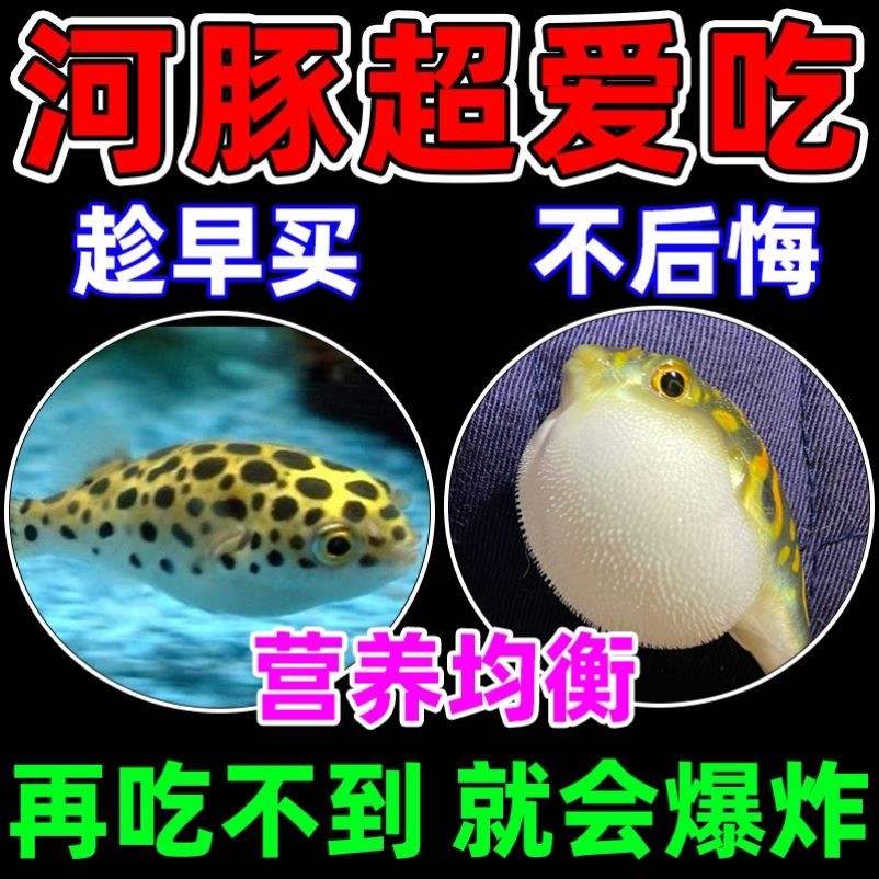 娃娃魚專用飼料河豚觀賞魚