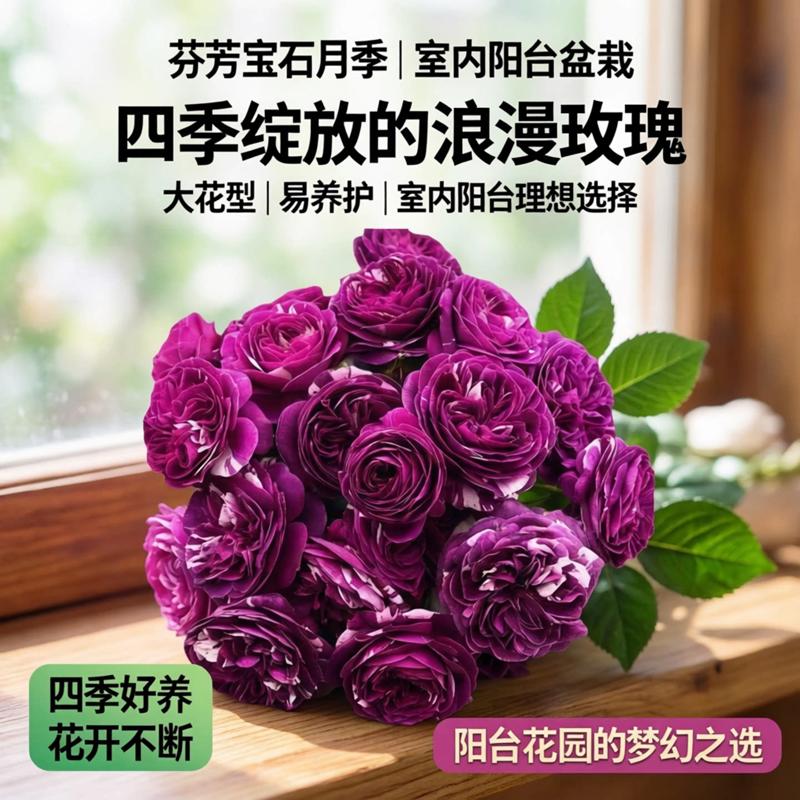 芬芳宝石月季花苗开花大玫瑰花室内阳台盆栽四季好养花卉绿植树苗
