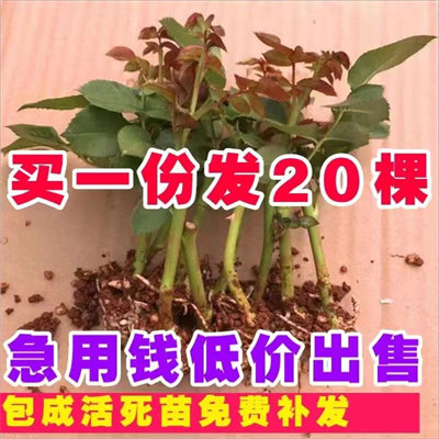 玫瑰花苗四季开花月季花苗浓香