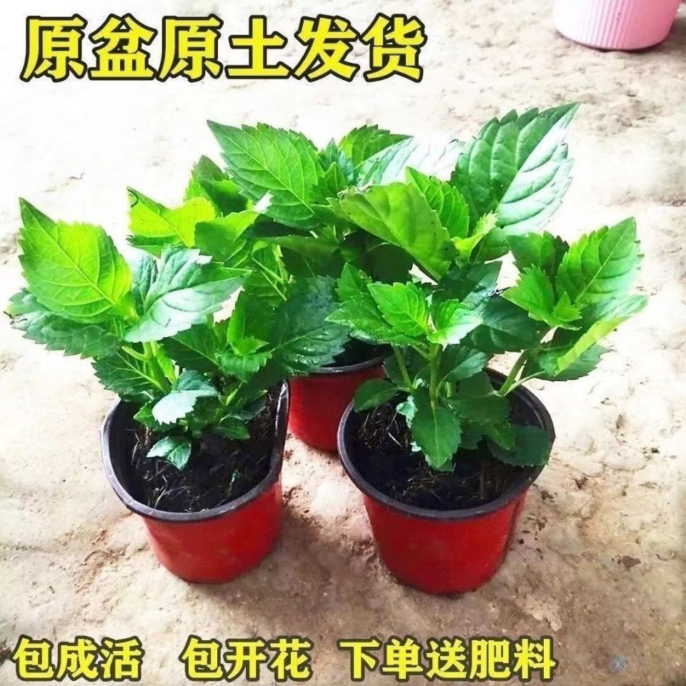 原盆原土绣球花苗盆栽大花包邮