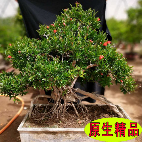 造型石榴盆景老桩一物一拍