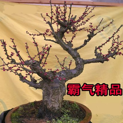 大型原生梅花盆栽红梅老桩绿萼梅盆景带花苞发货一物一拍耐寒花卉